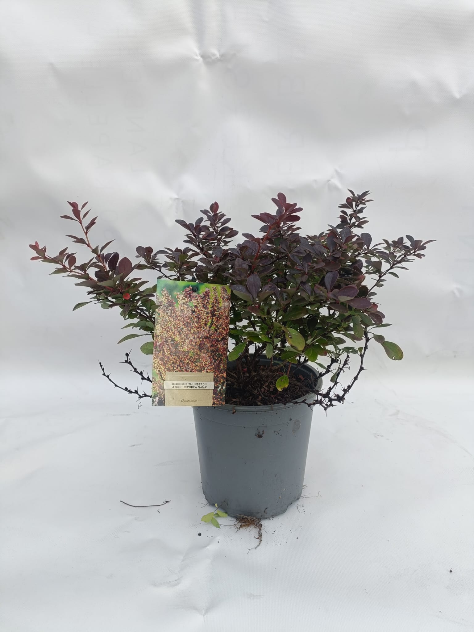 Berberis thunbergii atropurpurea nana